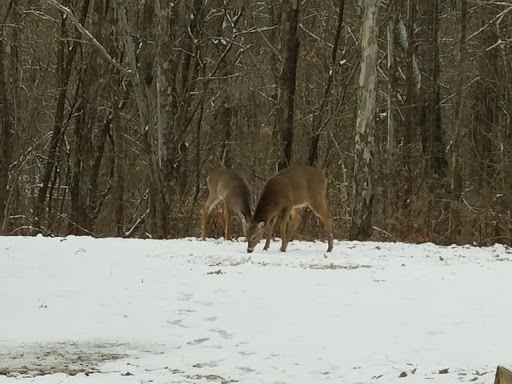 Auto Repair Shop «Quality Collision», reviews and photos, 2110 S Walnut St, Bloomington, IN 47401, USA