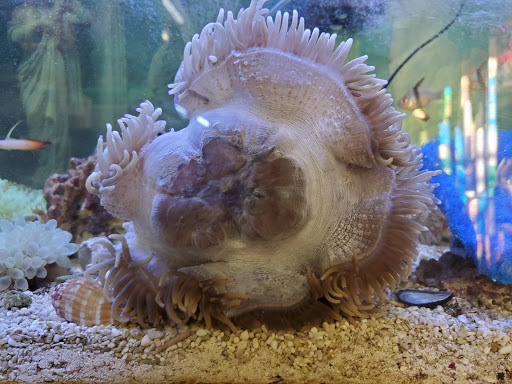 Tikis Tropical Fish image