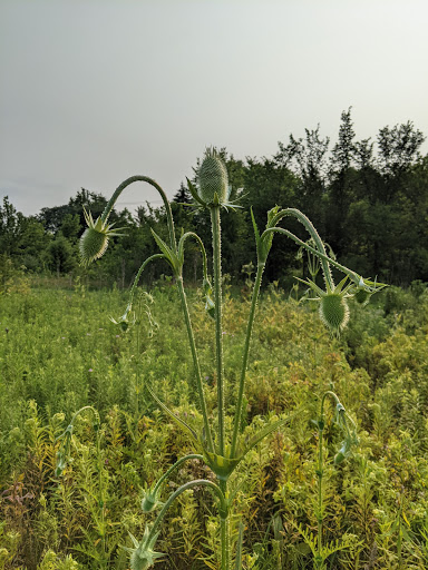 Nature Preserve «Arthur L. Janura Forest Preserve», reviews and photos, IL-58, Elgin, IL 60120, USA