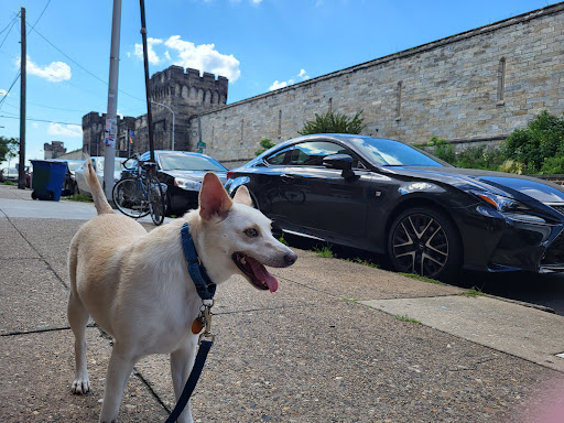 Pet Store «Fairmount Pet Shoppe», reviews and photos, 2024 Fairmount Ave, Philadelphia, PA 19130, USA