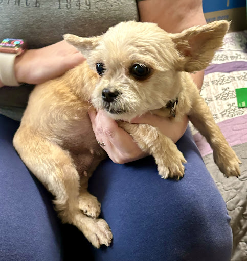 Animal Hospital image