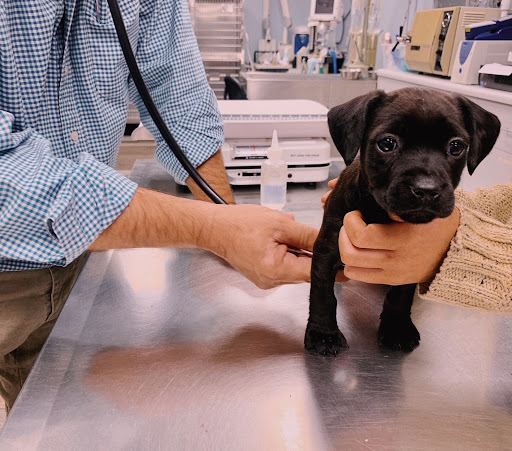 Winter Animal Hospital