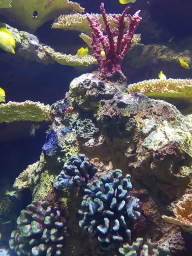 Aquarium «Shark Encounter», reviews and photos, 7007 Sea World Dr, Orlando, FL 32821, USA