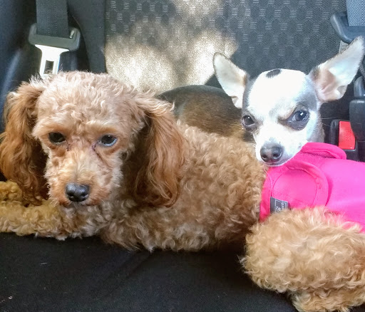 Pet Supply Store «Petco Animal Supplies», reviews and photos, 2255 East Ridge Road, Irondequoit, NY 14622, USA