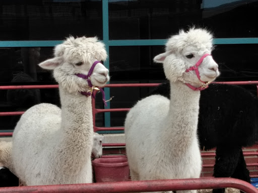 Stadium «Durham Bulls Athletic Park», reviews and photos, 409 Blackwell St, Durham, NC 27701, USA