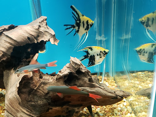 Pet Store «Pet City», reviews and photos, 108 E Burnside Ave, Bronx, NY 10453, USA