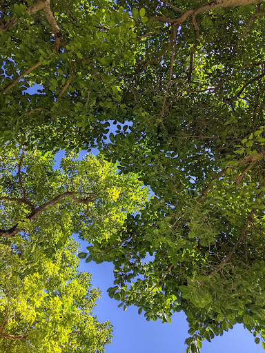 Park «Flamingo Park», reviews and photos, 1200 Meridian Ave, Miami Beach, FL 33139, USA