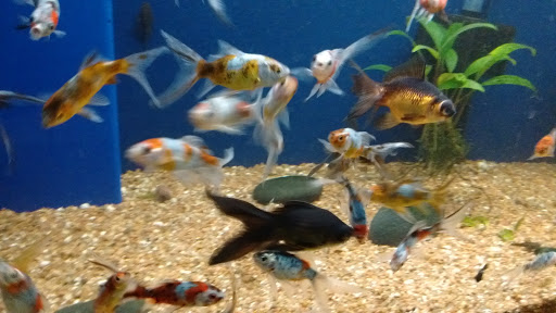 Pet Store «Olathe Pet Shop», reviews and photos, 16651 151st St, Olathe, KS 66062, USA