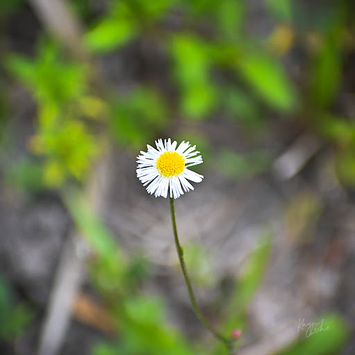 Park «Cypress Preserve Park», reviews and photos, 9020 NW 38th St, Sunrise, FL 33351, USA