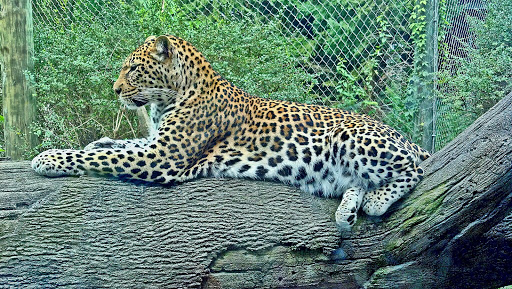 Golf Club «Safari Golf Club», reviews and photos, 4850 W Powell Rd, Powell, OH 43065, USA