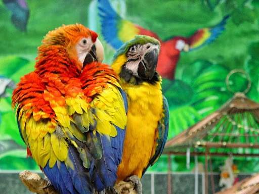 Bird Shop «Angels Bird Jungle», reviews and photos, 1031 Broad St, Shrewsbury, NJ 07702, USA