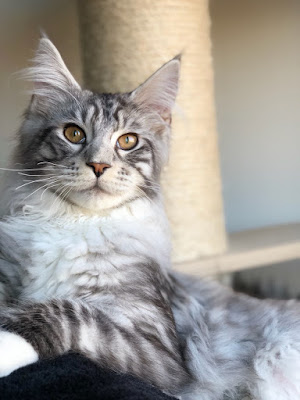 Chatterie des Zanimo Coon's - élevage de chats et chatons Maine Coon(Lot et Garonne, Aquitaine) à Castella