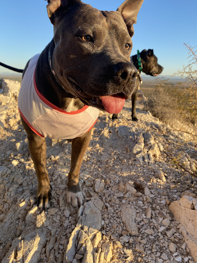 Thunderbird Dog Training