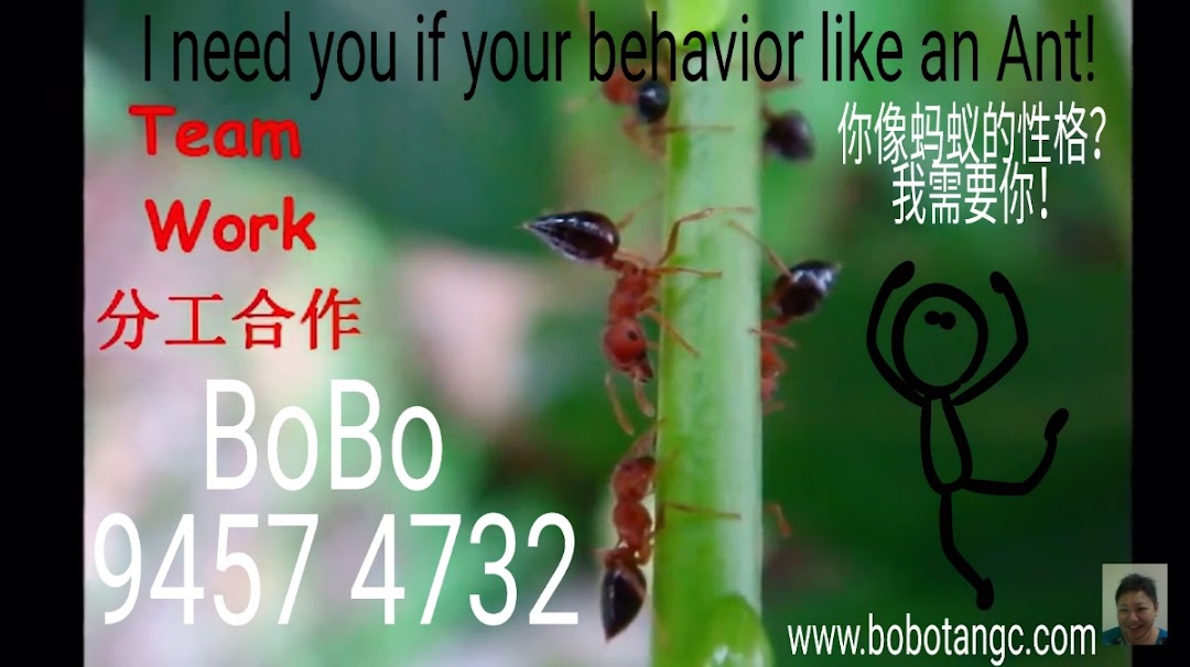 Business Solution In Singapore - BoBo Tan 94574732
