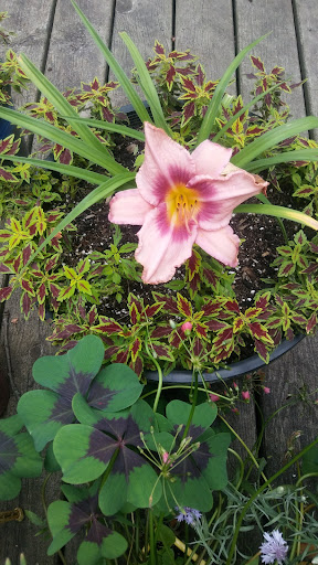 Florist «Chalet Floral», reviews and photos, 700 W Hackley Ave, Muskegon, MI 49441, USA