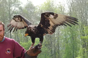 Cotswold Falconry Centre image