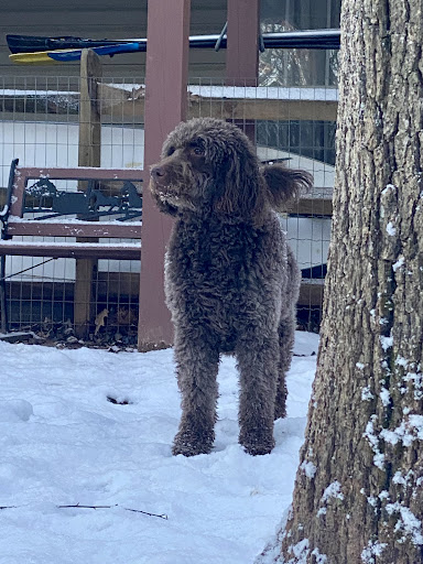 Kennel «Pampered Pets», reviews and photos, 601 Concord Ave, Charlottesville, VA 22903, USA