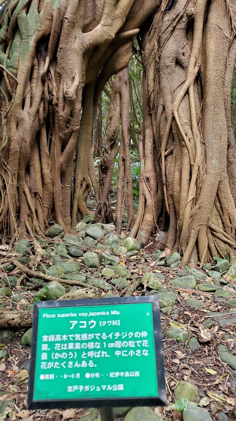 ガジュマル公園 鹿児島県屋久島町志戸子 自然保護公園 公園 グルコミ