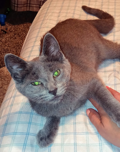 Pet Supply Store «PetSmart», reviews and photos, 5812 Youngstown Warren Rd, Niles, OH 44446, USA