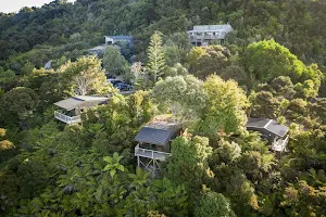 Tui and Nikau image