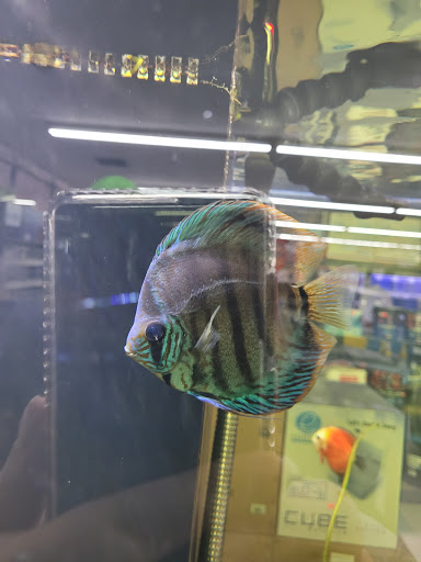 Pet Store «Leesburg Pet Center», reviews and photos, 959 N 14th St, Leesburg, FL 34748, USA