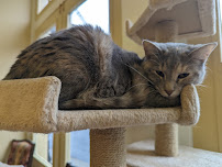 The Cats on Commerce - Photo 2 - Car repair in Clarksville, TN, Clarksville