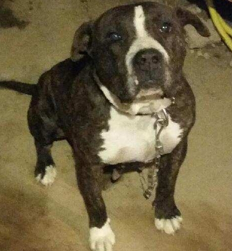 Pet Supply Store «Detroit K-9 Pet Supplies», reviews and photos, 7030 Michigan Ave, Detroit, MI 48210, USA