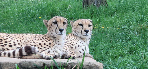 Zoo «The Maryland Zoo in Baltimore», reviews and photos, 1 Safari Place, Baltimore, MD 21217, USA