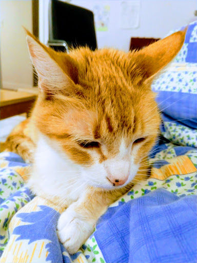 Park «University Community Park», reviews and photos, 1 Beech Tree Ln, Irvine, CA 92612, USA