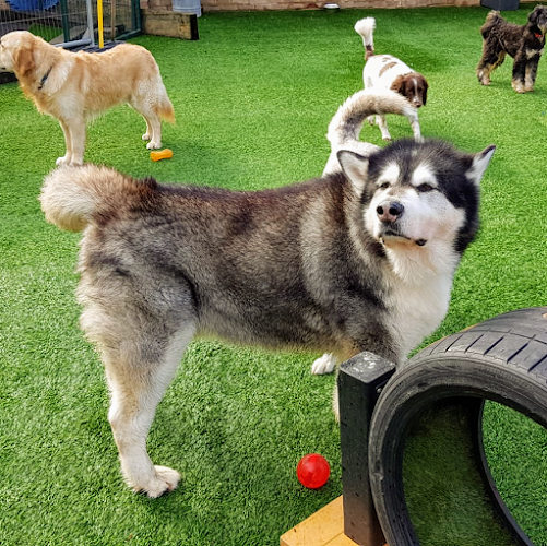 Rags & Bert's Doggy Daycare & Hotel - Reading