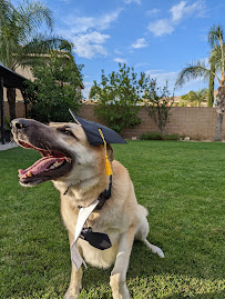 Sonia's PAWsitive Dog Training - Photo 6 - Car repair in Rancho Cucamonga, CA, Rancho Cucamonga