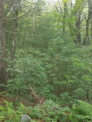 Golf Driving Range «Patriot Golf Course», reviews and photos, 200 Springs Rd, Bedford, MA 01730, USA