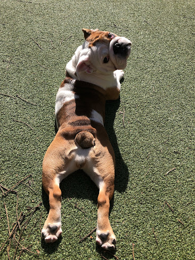 Pet Store «Happy, Clean and Smart», reviews and photos, 5700 W Kilgore Ave, Muncie, IN 47304, USA