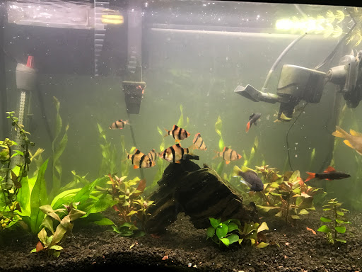 Tropical Fish Store «somethingFISHY», reviews and photos, 1977 Alafaya Trail #1091, Oviedo, FL 32765, USA