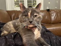 4-Legged Kids St Louis - Photo 9 - Car repair in , St. Louis