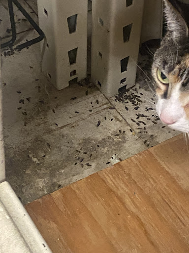 Pet Supply Store «Concord Pet Foods & Supplies», reviews and photos, 287 Christiana Rd, New Castle, DE 19720, USA