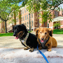 Sloppy Paws - Photo 1 - Car repair in , Greensboro