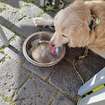 Photo n°1 de l'avis de Rene.a fait le 11/08/2023 à 19:29 sur le  Braugasthaus Naumburg à Naumburg