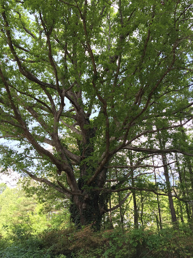 Golf Course «Lanier Golf Club», reviews and photos, 2080 Buford Dam Rd, Cumming, GA 30041, USA