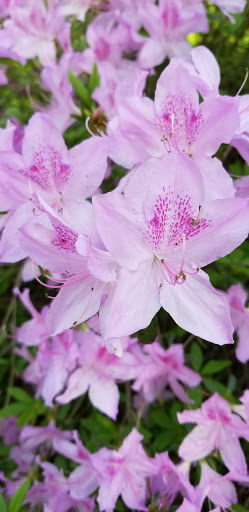 Park «Willow Park», reviews and photos, 1402 Willow Ave, Louisville, KY 40204, USA