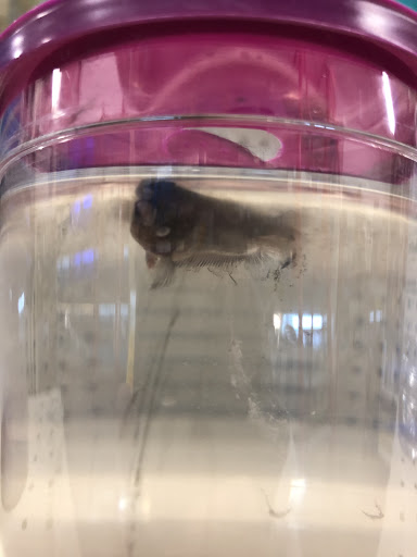 Pet Supply Store «PetSmart», reviews and photos, 291 Skokie Blvd, Northbrook, IL 60062, USA