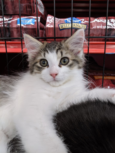 Pet Supply Store «Petco Animal Supplies», reviews and photos, 14051 Aldrich Ave S, Burnsville, MN 55337, USA