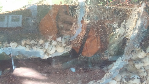 Zoo «Belle Isle Nature Center», reviews and photos, 176 Lakeside Dr, Detroit, MI 48207, USA