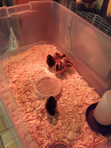 Animal Feed Store «Burns Feed Store», reviews and photos, 29215 SE Orient Dr, Gresham, OR 97080, USA