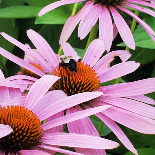 Produce Market «Saunderskill Farms», reviews and photos, 5100 US-209, Accord, NY 12404, USA