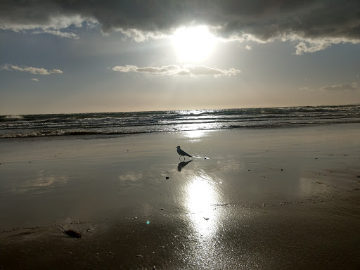 Beach «Santa Monica State Beach», reviews and photos, Pacific Coast Hwy, Santa Monica, CA 90401, USA