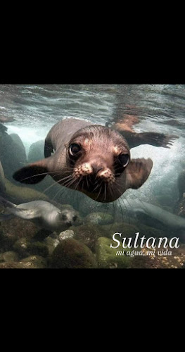 Sultana - Calceta