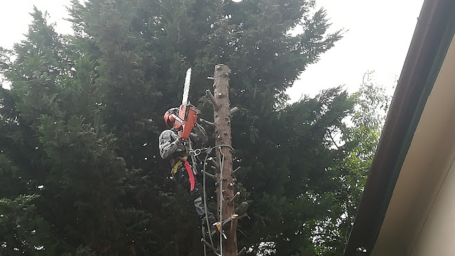 Értékelések erről a helyről: Felicides Zoltán otthonszervíz, Tatabánya - Kertészkedő