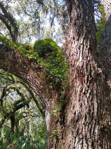 Nature Preserve «Marshall Hampton Reserve», reviews and photos, 3115 Thornhill Rd, Winter Haven, FL 33880, USA