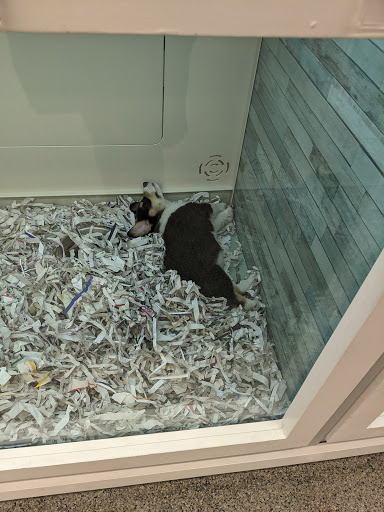 Pet Store «Animal Kingdom», reviews and photos, 4500 N Oracle Rd #254, Tucson, AZ 85705, USA